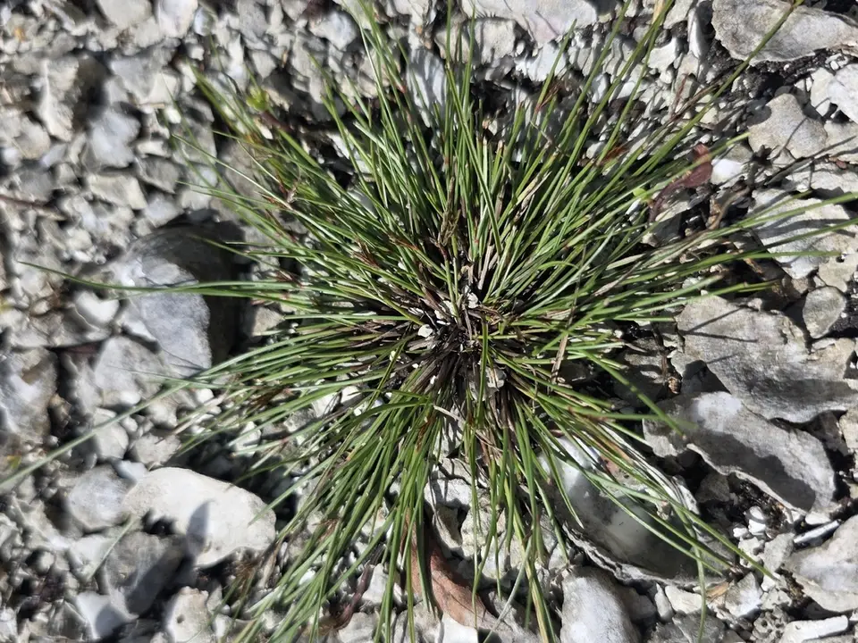 Cyperus floridanus (Cyperus floridanus)