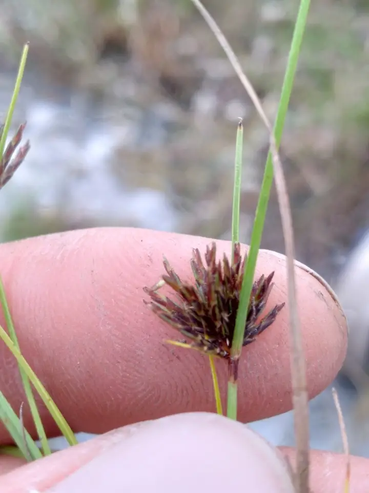 Cyperus fuligineus (Cyperus fuligineus)