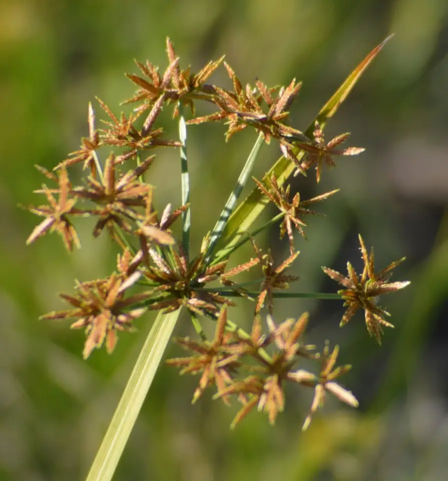 Haspan Flatsedge (Cyperus haspan)