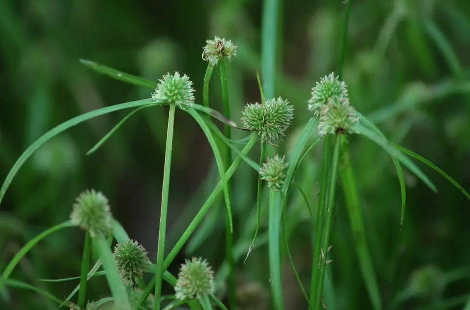 Low Spikesedge (Cyperus hortensis)