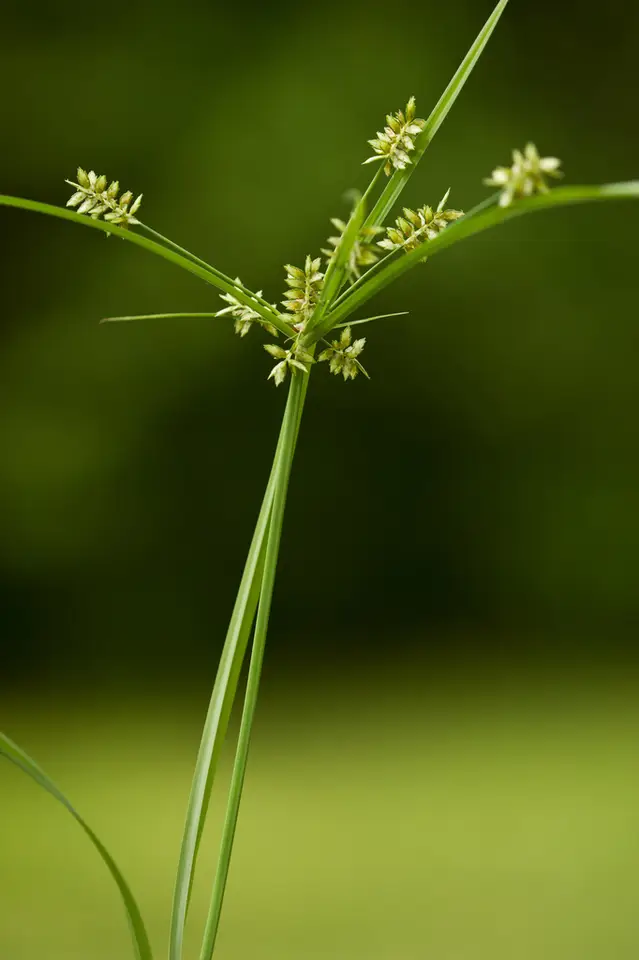 Cyperus hyalinus (Cyperus hyalinus)