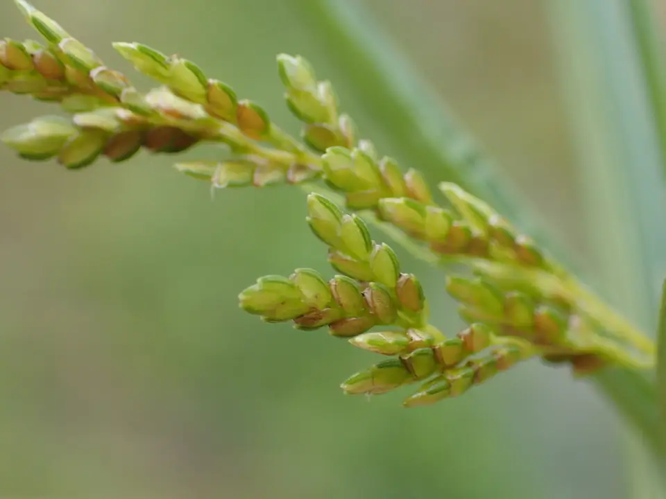 Rice Flat-Sedge (Cyperus iria)