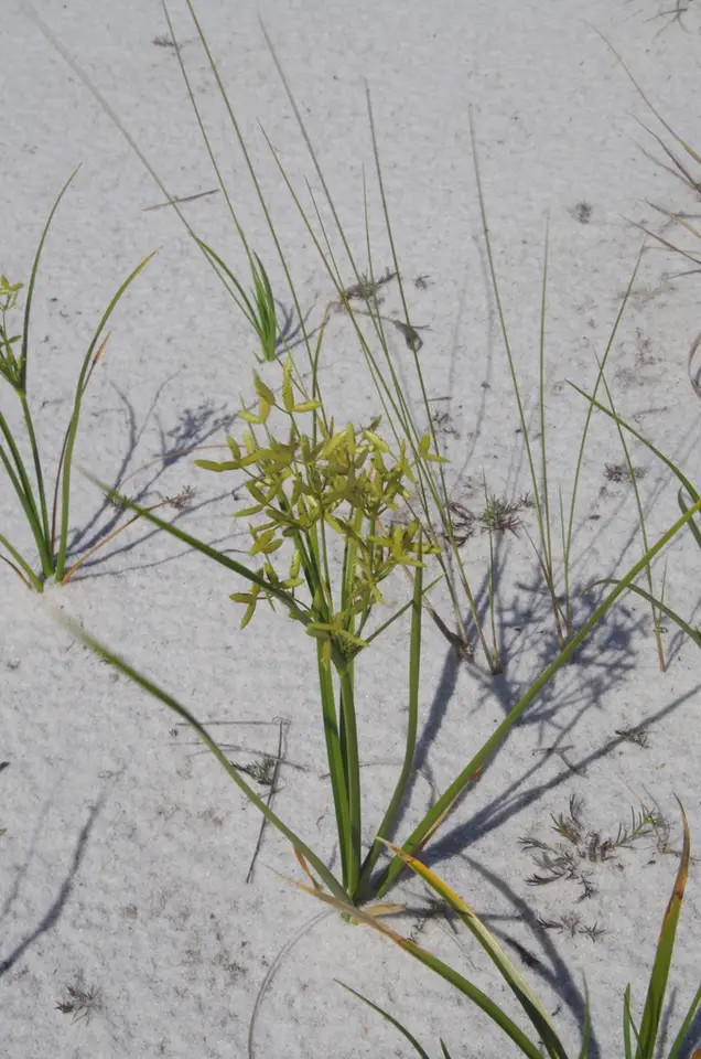 Le Conte's Flatsedge (Cyperus lecontei)