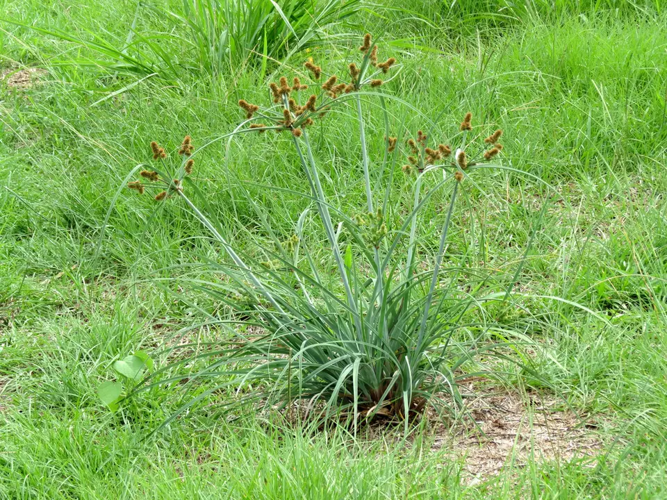 Swamp Flatsedge (Cyperus ligularis)