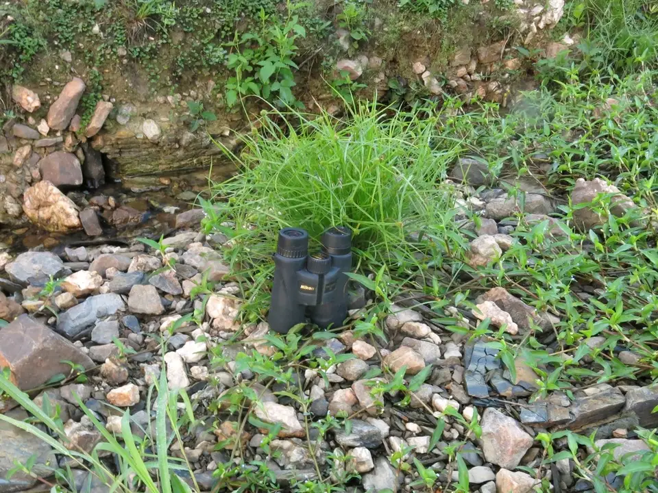 Asian Spikesedge (Cyperus metzii)