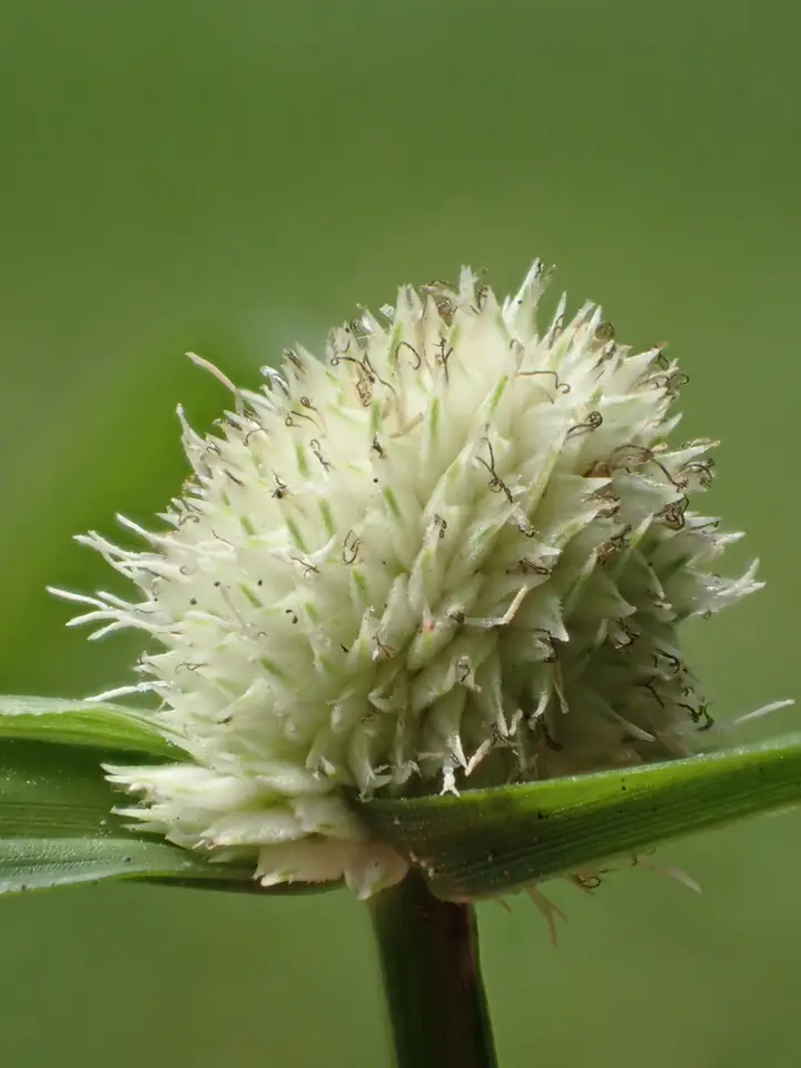 Whitehead Spikesedge (Cyperus mindorensis)