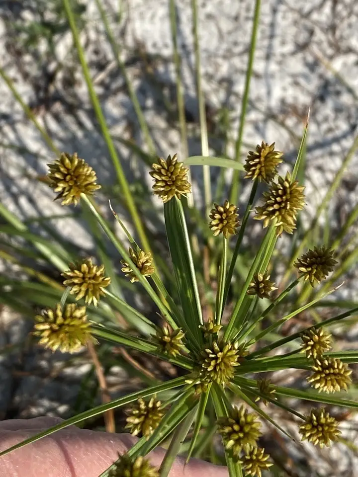 Nash's Flatsedge (Cyperus nashii)