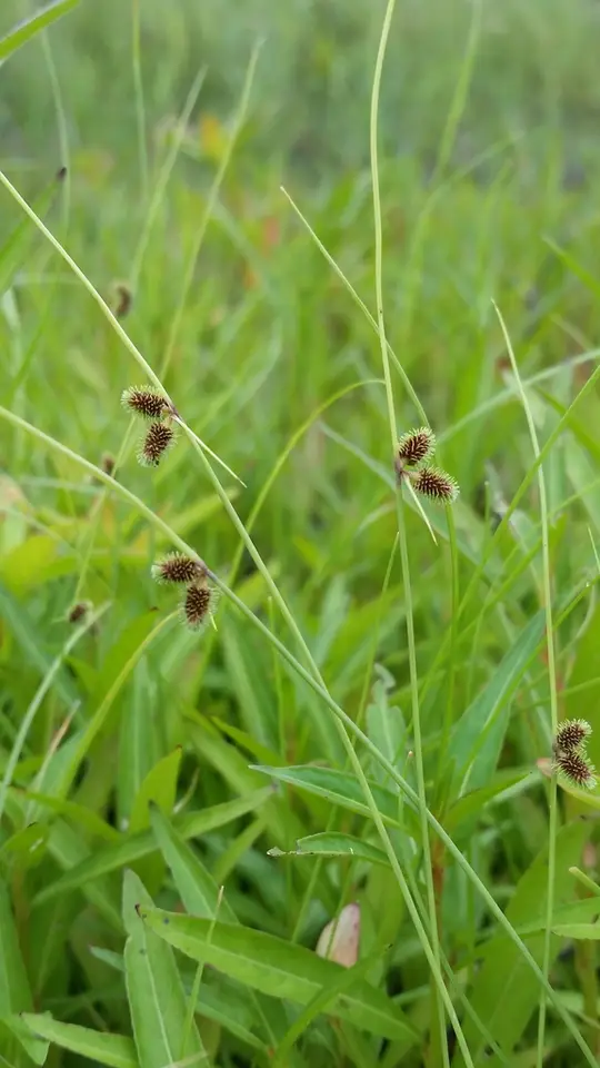 Cyperus neochinensis (Cyperus neochinensis)