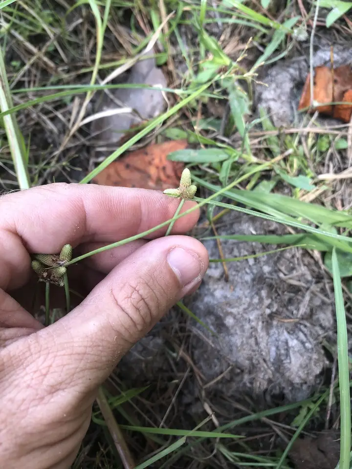 Cyperus neotropicalis (Cyperus neotropicalis)
