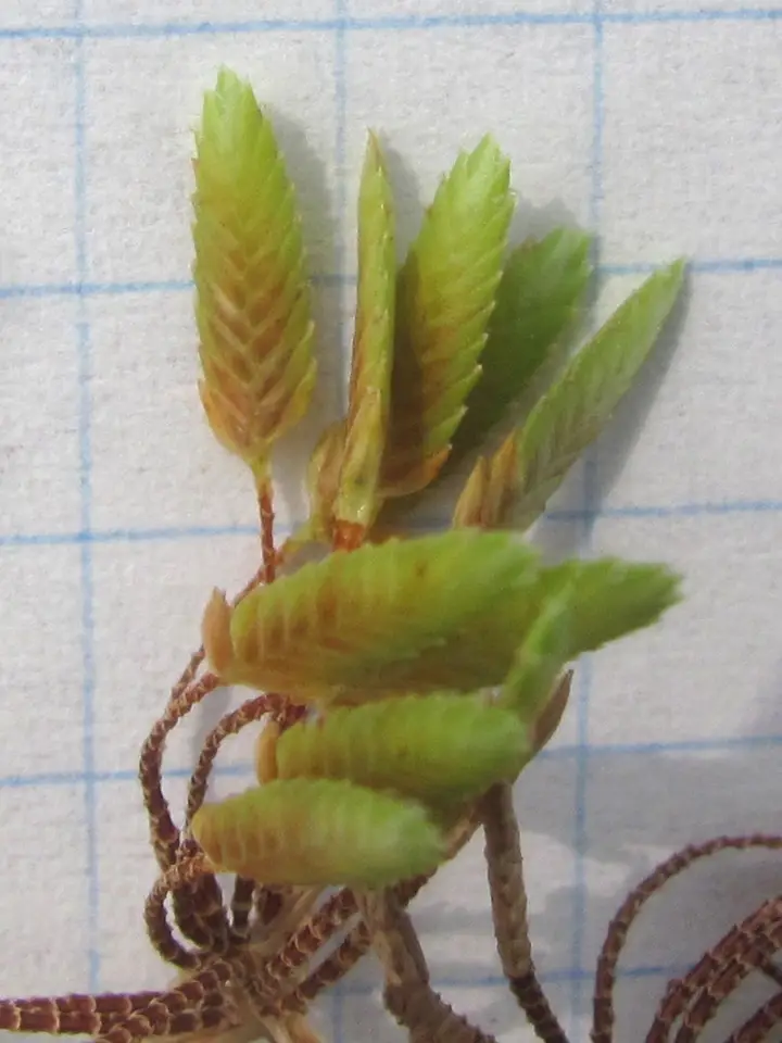 Pond Flatsedge (Cyperus ochraceus)
