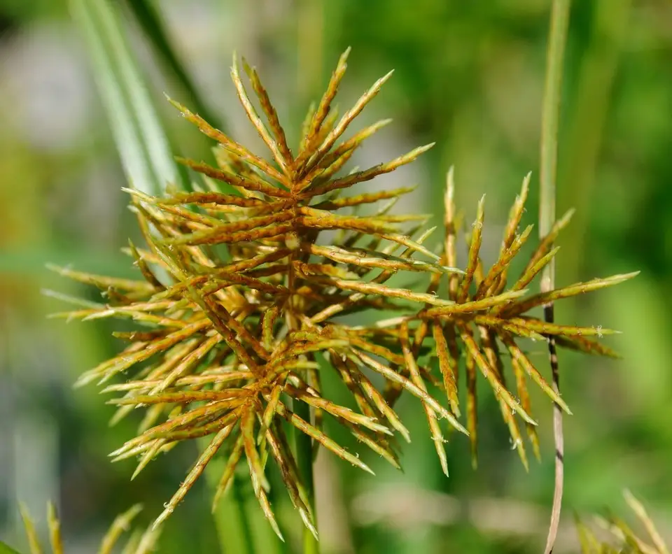 Fragrant Flatsedge (Cyperus odoratus)