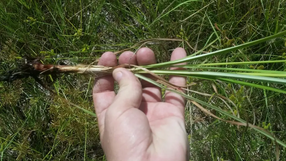 Ovateleaf Flatsedge (Cyperus ovatus)