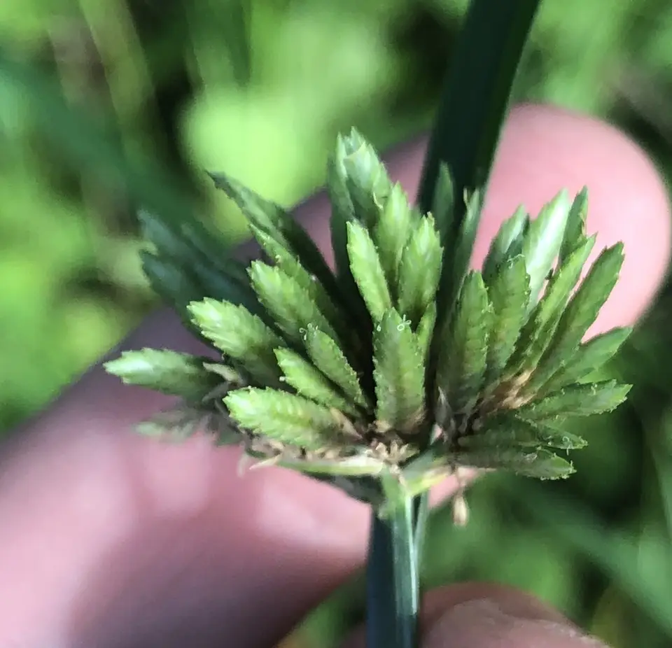 Sharpscale Flatsedge (Cyperus oxylepis)