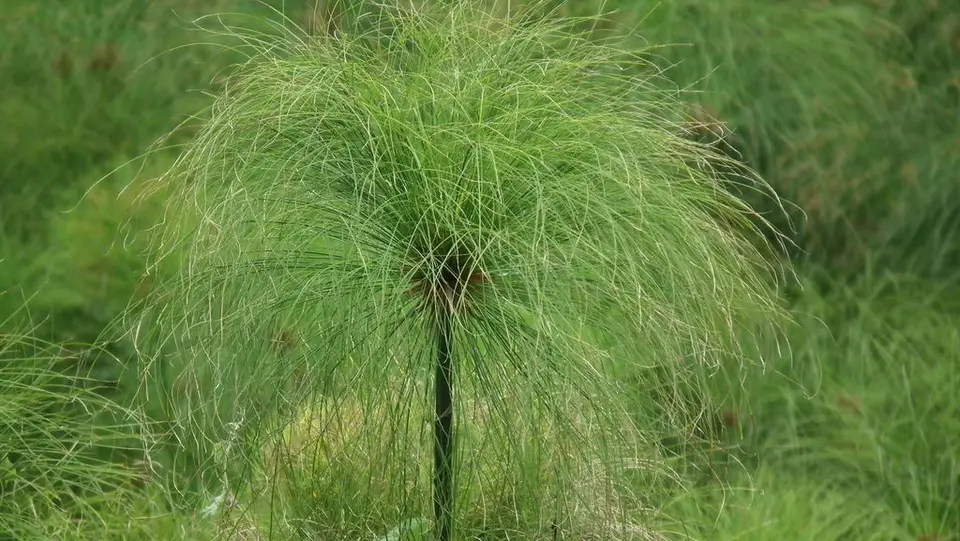 Papyrus Sedge (Cyperus papyrus)