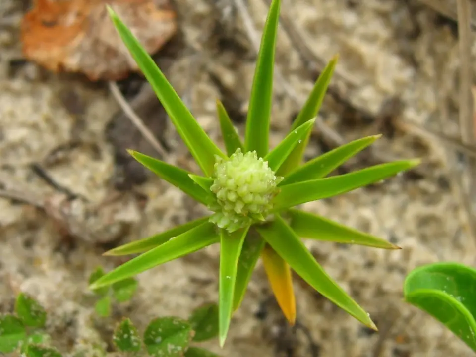 Beachstar (Cyperus pedunculatus)