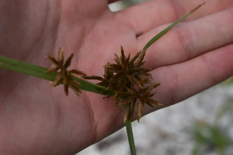 Flatleaf Flatsedge (Cyperus planifolius)