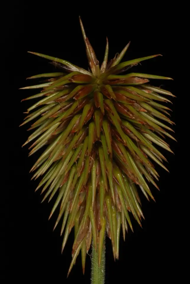 Starburst Flatsedge (Cyperus plukenetii)