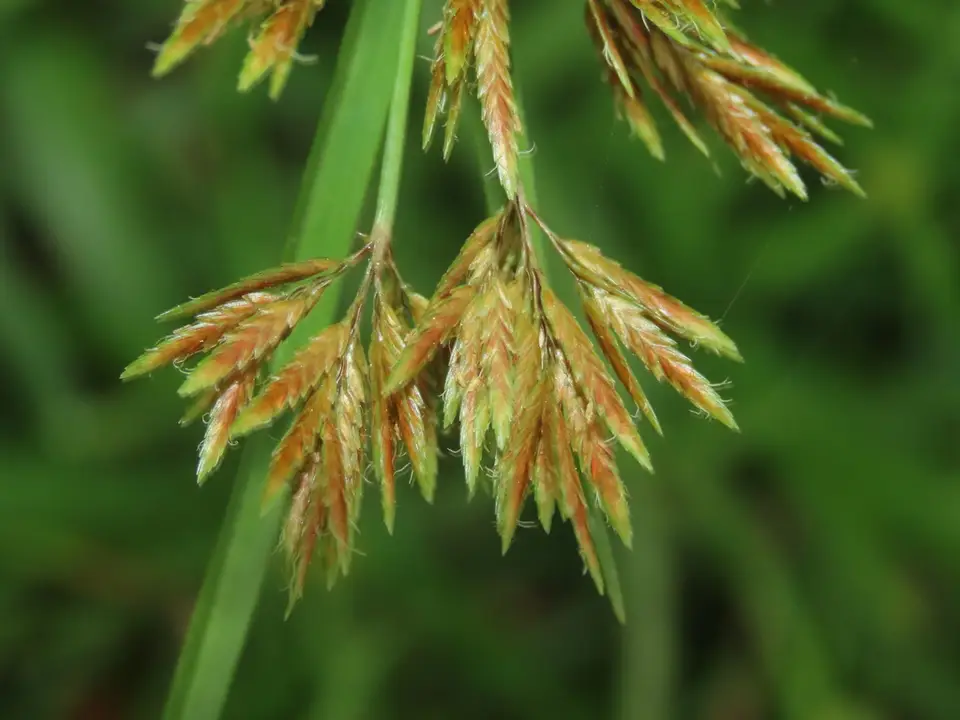 Bunchy Flat-Sedge (Cyperus polystachyos)