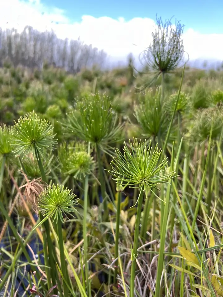 Dwarf Papyrus (Cyperus prolifer)