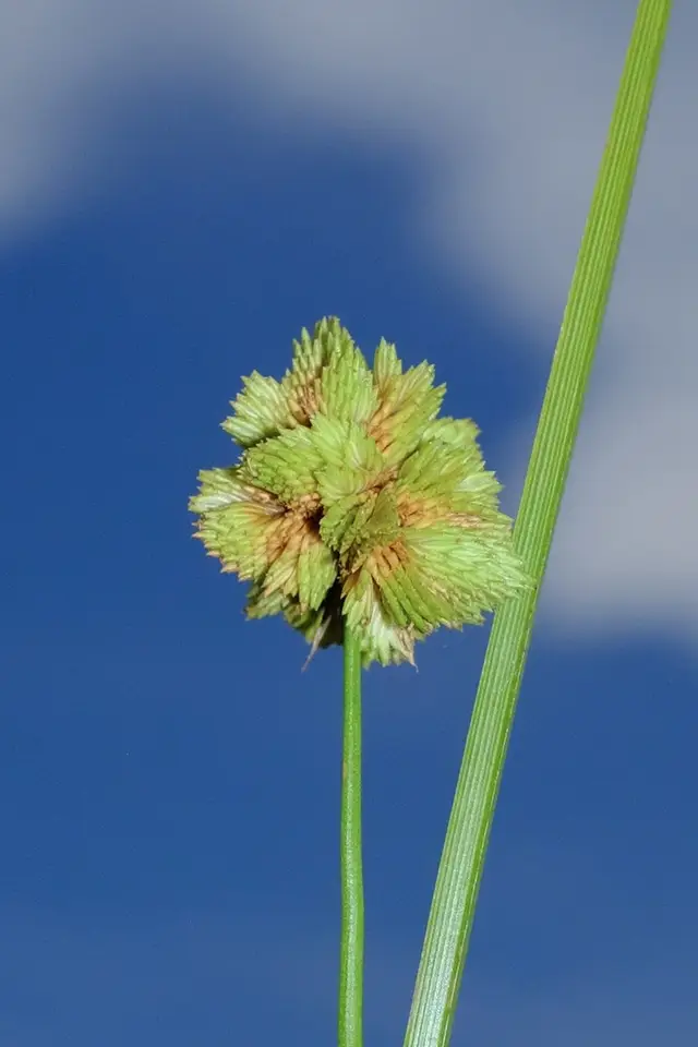 Marsh Flatsedge (Cyperus pseudovegetus)