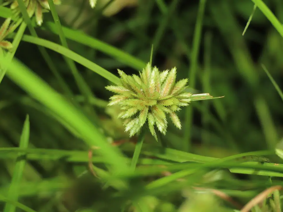 Annual Flat-Sedge (Cyperus pumilus)