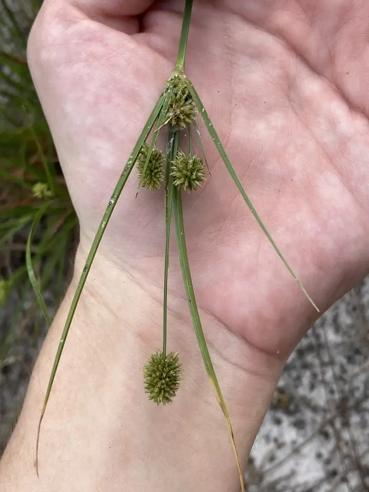 Pinebarren Flatsedge (Cyperus retrorsus)