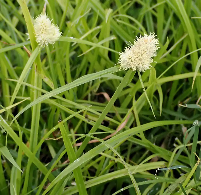 Cyperus richardii (Cyperus richardii)