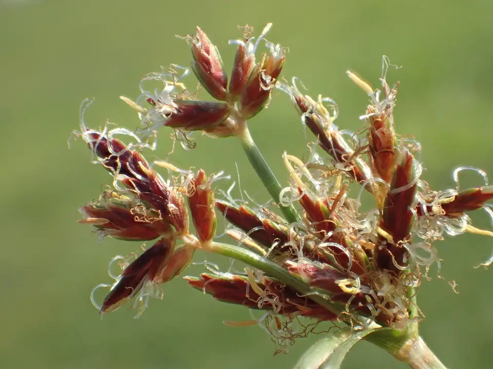 Purple Nutsedge (Cyperus rotundus)