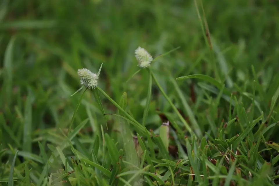 Fragrant Spikesedge (Cyperus sesquiflorus)