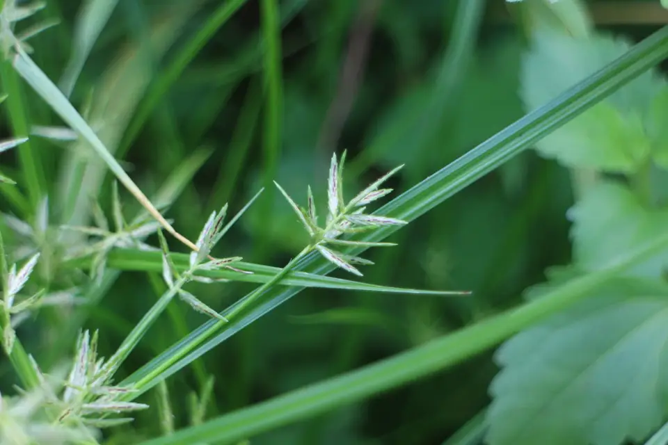 Roadside Flatsedge (Cyperus sphacelatus)