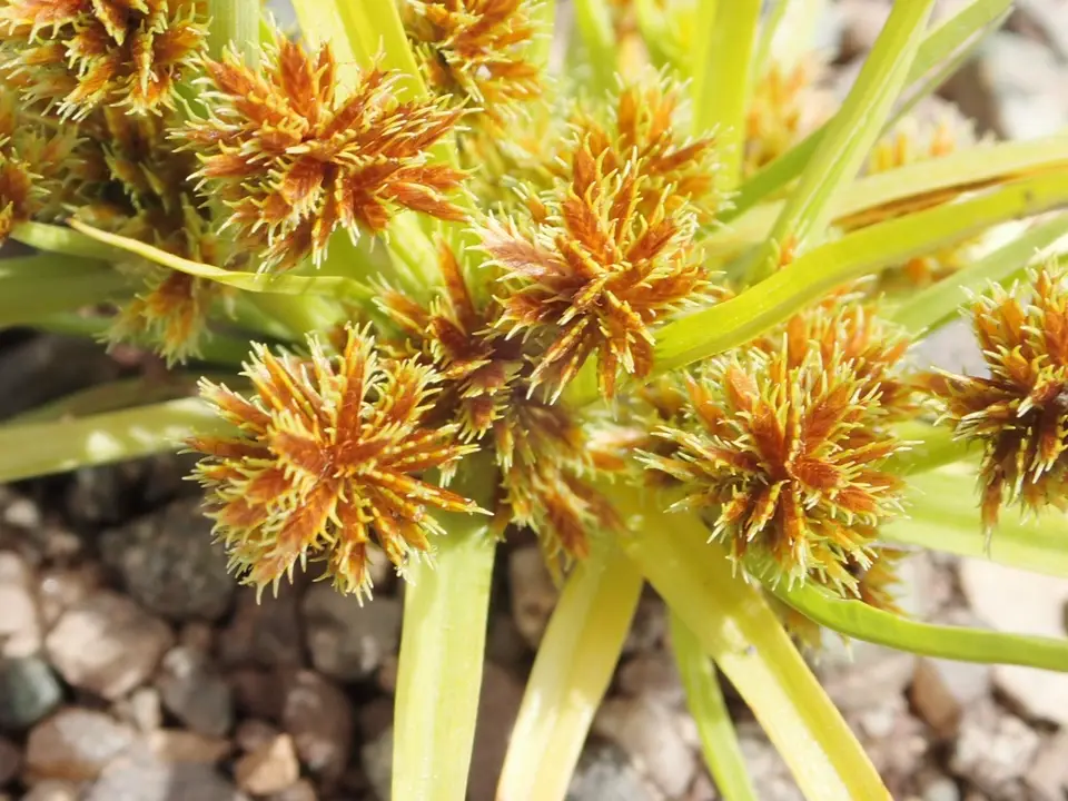 Bearded Flatsedge (Cyperus squarrosus)