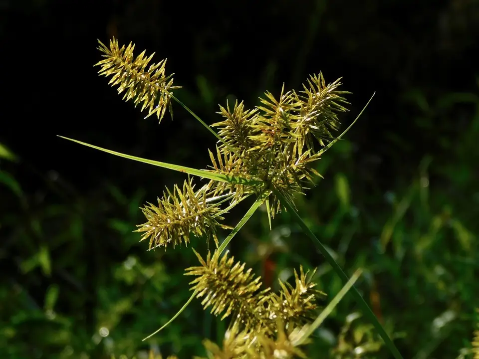 Straw-Colored Flatsedge (Cyperus strigosus)