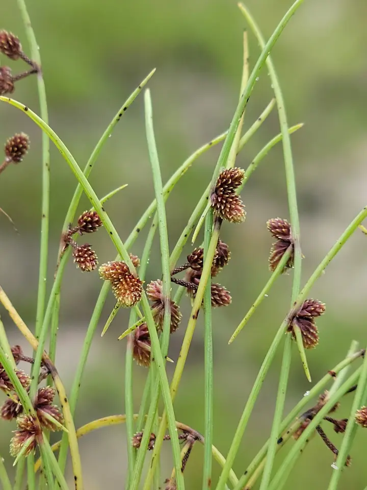 Small-Flower Halfchaff Sedge (Cyperus subsquarrosus)