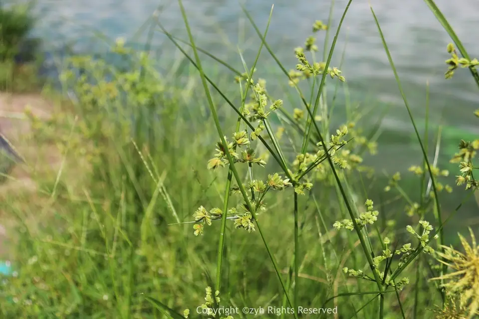 Tropical Flatsedge (Cyperus surinamensis)