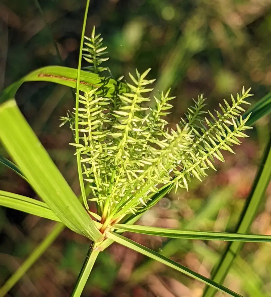 Fourangle Flatsedge (Cyperus tetragonus)