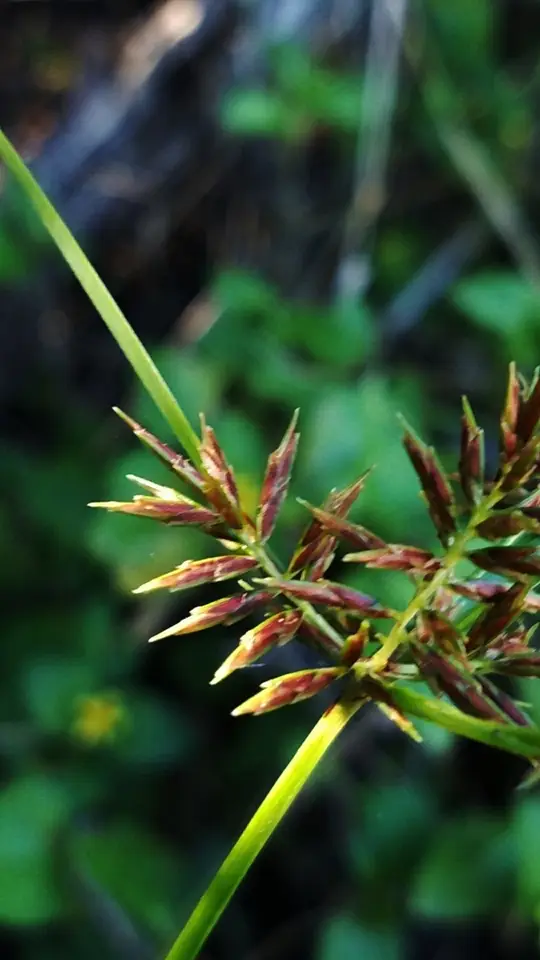 Southern Flatsedge (Cyperus thyrsiflorus)
