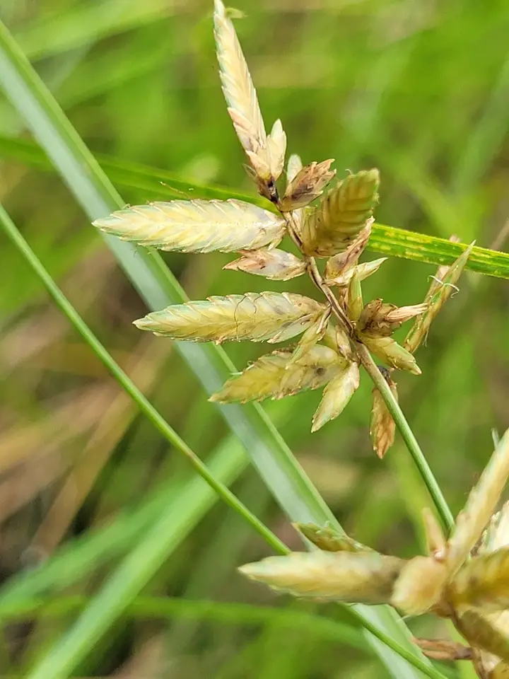 Cyperus unioloides (Cyperus unioloides)