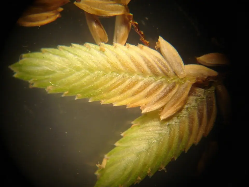 Green Flatsedge (Cyperus virens)