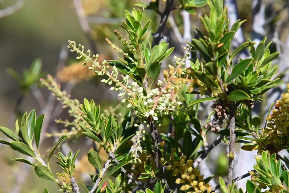 Scrub Titi (Cyrilla arida)