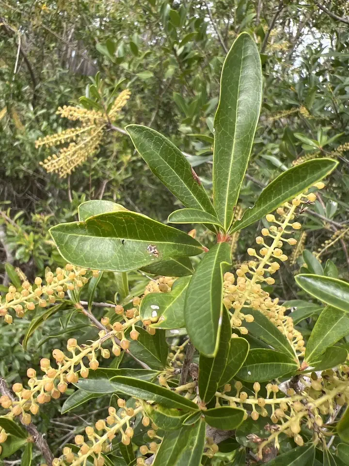 Cyrilla parvifolia (Cyrilla parvifolia)