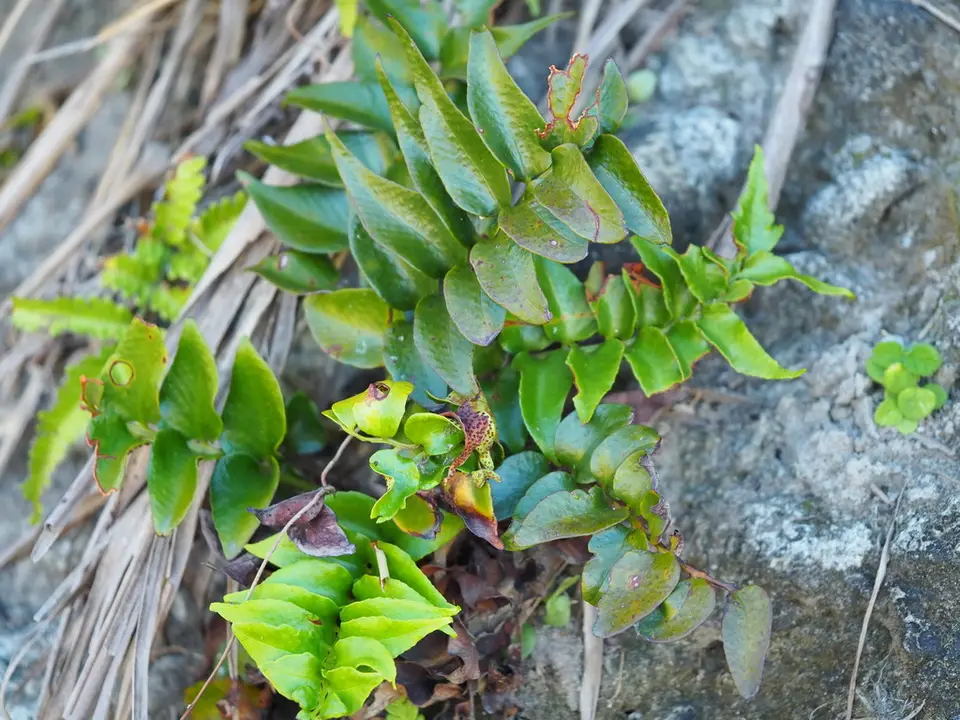 Japanese Holly-Fern (Cyrtomium falcatum)