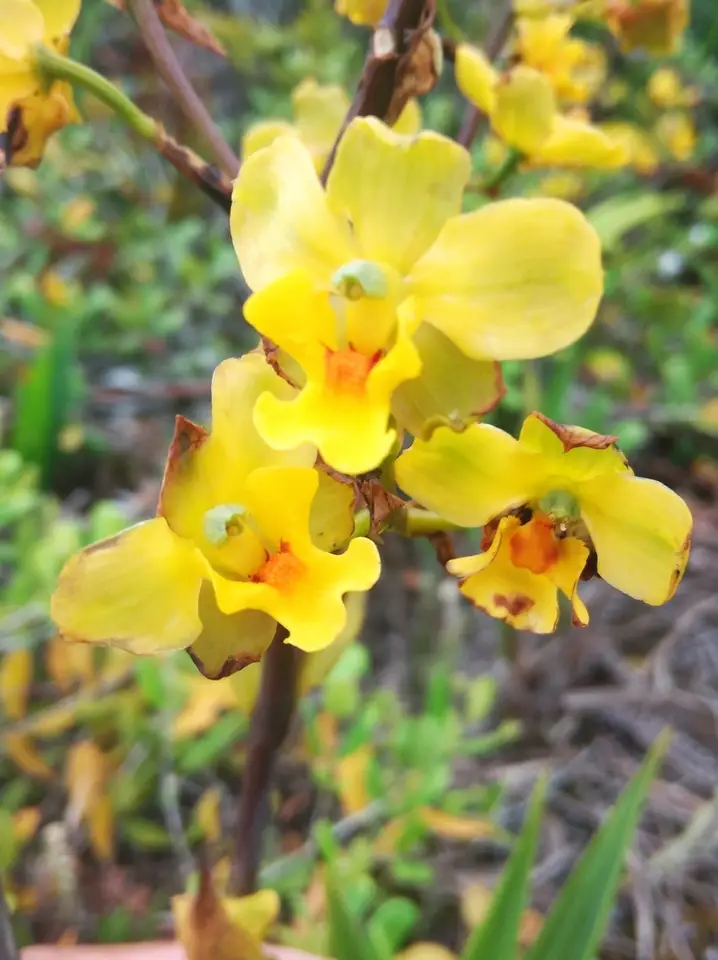 Yellow Cowhorn Orchid (Cyrtopodium flavum)