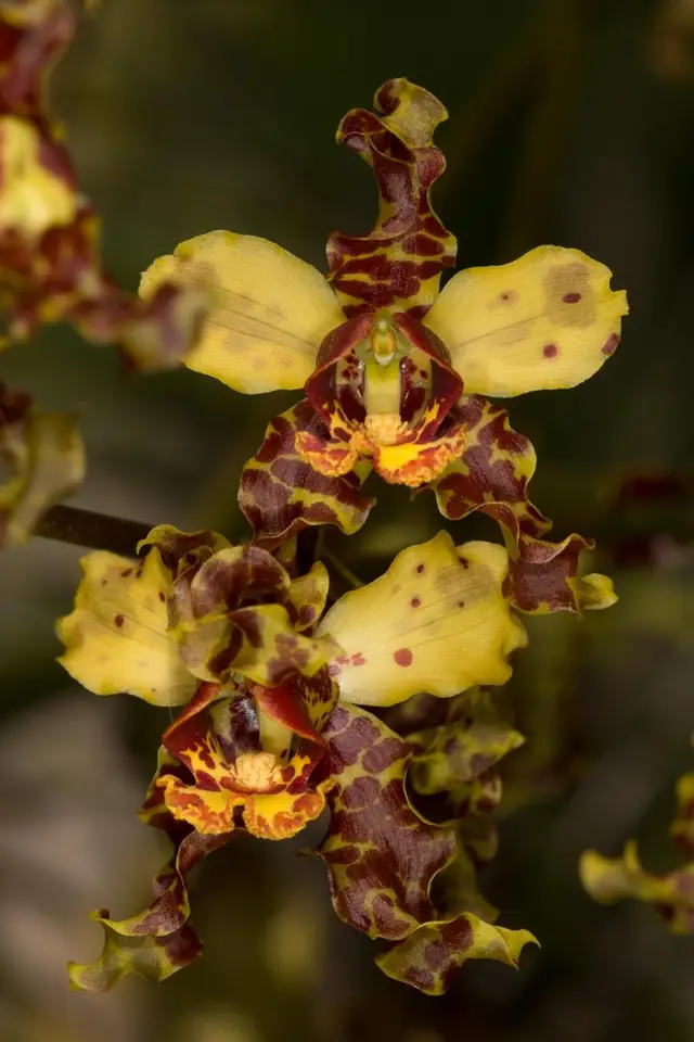 Cowhorn Orchid (Cyrtopodium punctatum)