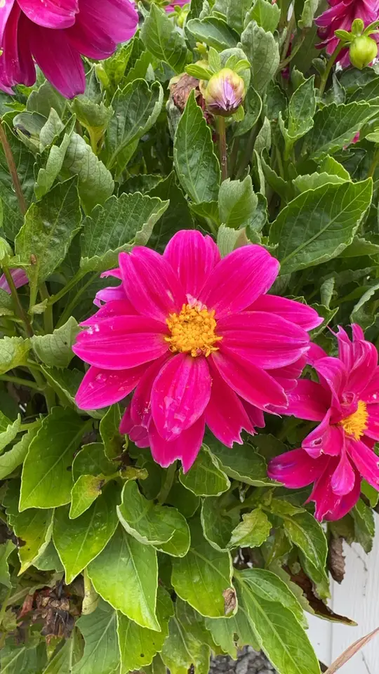 Garden Dahlia (Dahlia pinnata)