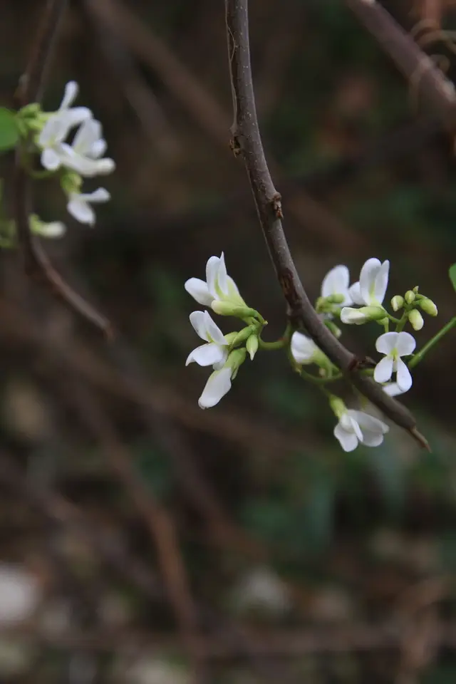 Browne's Indian Rosewood (Dalbergia brownei)