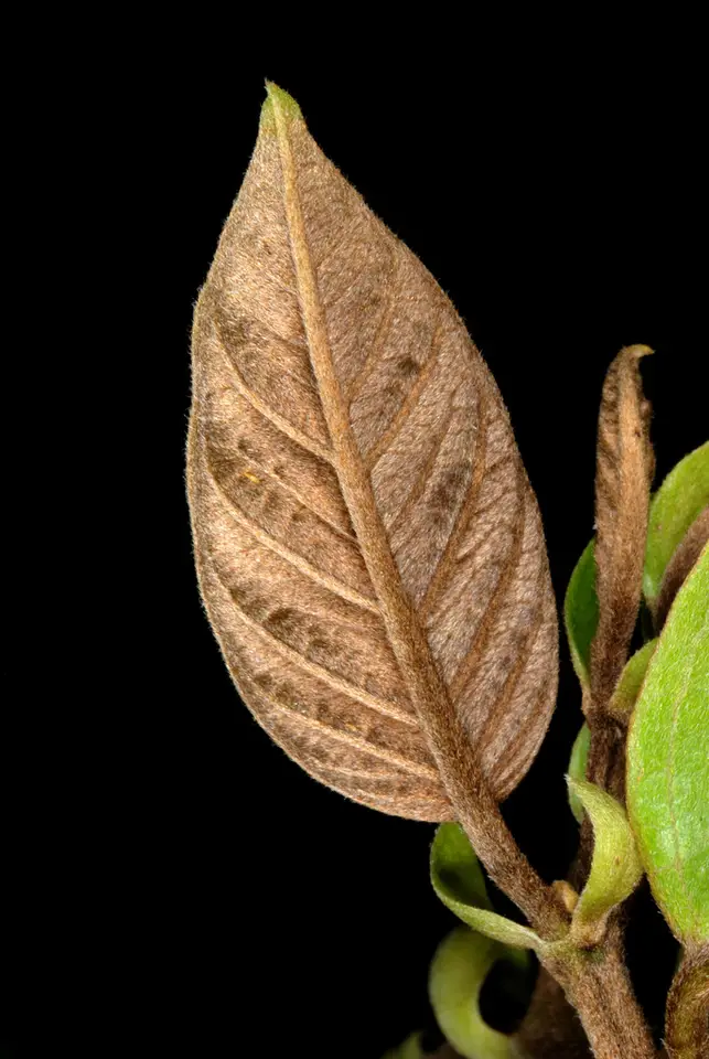 Coinvine (Dalbergia ecastaphyllum)