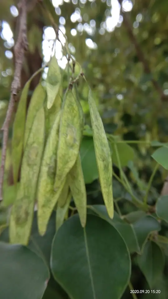 Indian Rosewood (Dalbergia sissoo)