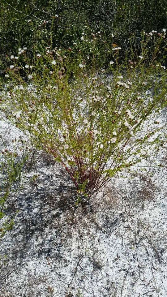 Tampa Prairie Clover (Dalea adenopoda)