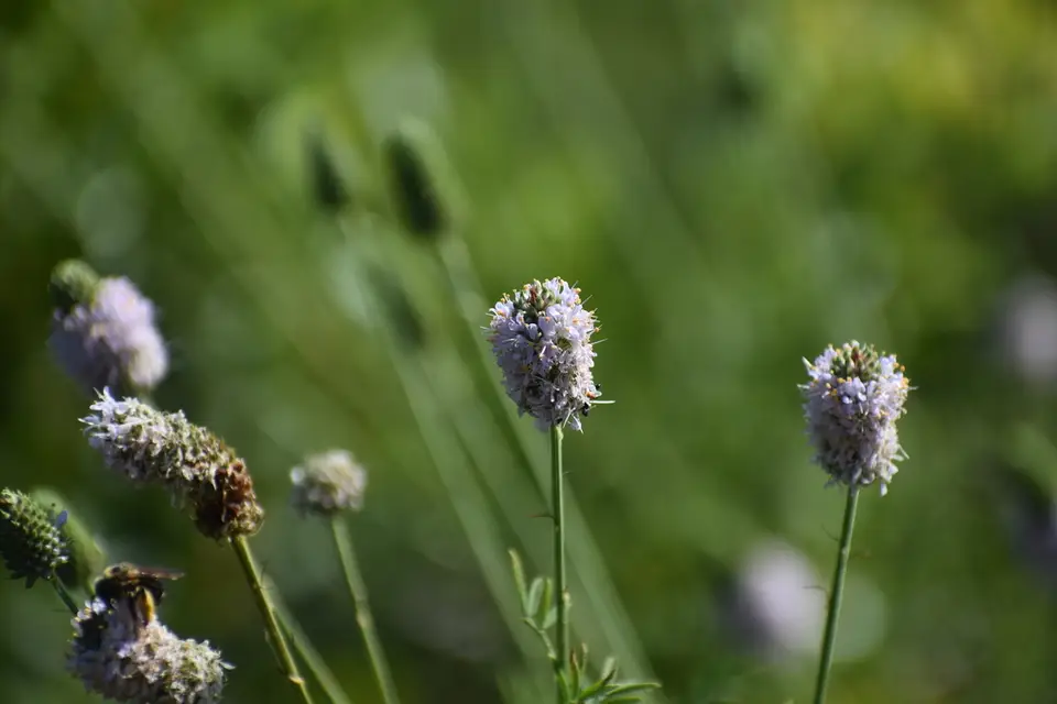 Pink Prairie Clover (Dalea carnea)