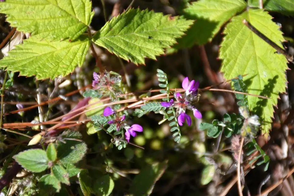 Cartagena Prairie Clover (Dalea carthagenensis)